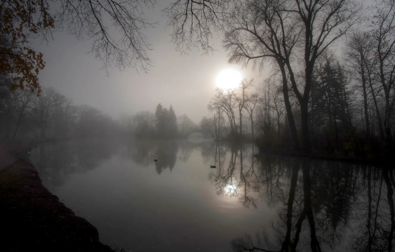 Фото обои осень, туман, пруд, парк