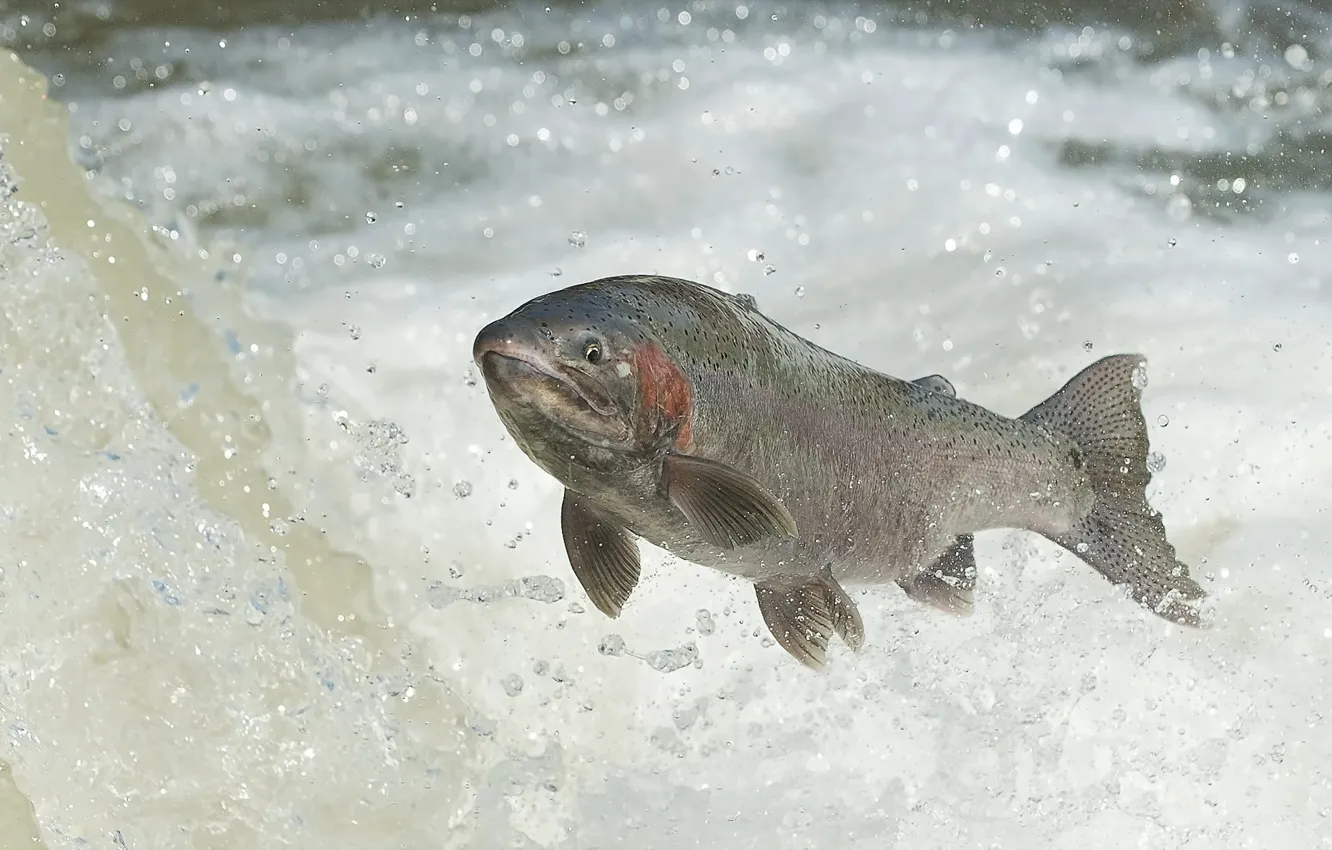 Фото обои вода, рыба, RAINBOW TROUT