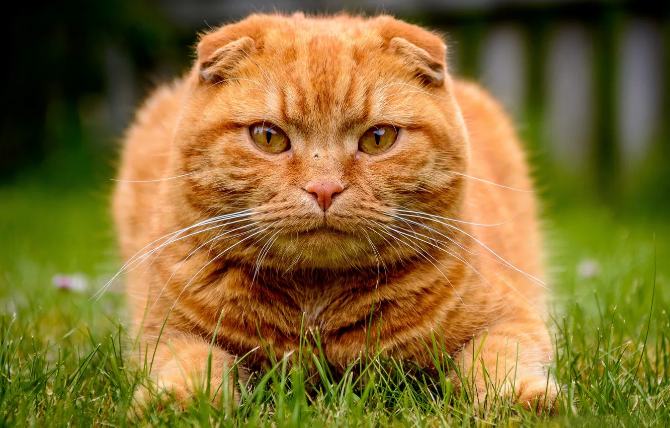 Фото обои трава, взгляд, морда, котэ, рыжий кот, Скоттиш-фолд, Шотландская вислоухая кошка