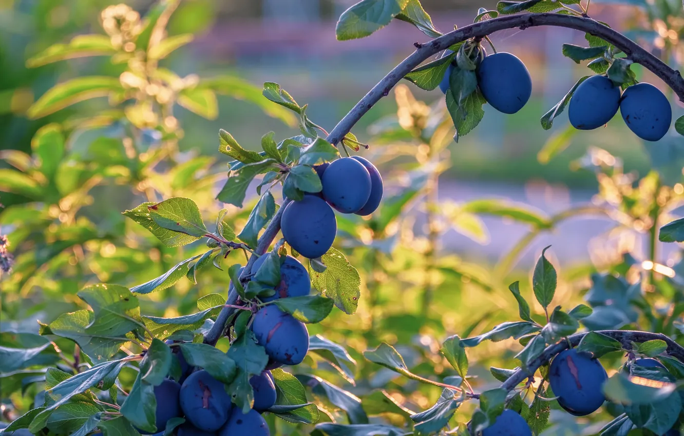Фото обои лето, листья, деревья, ветки, синий, дуга, сад, плоды