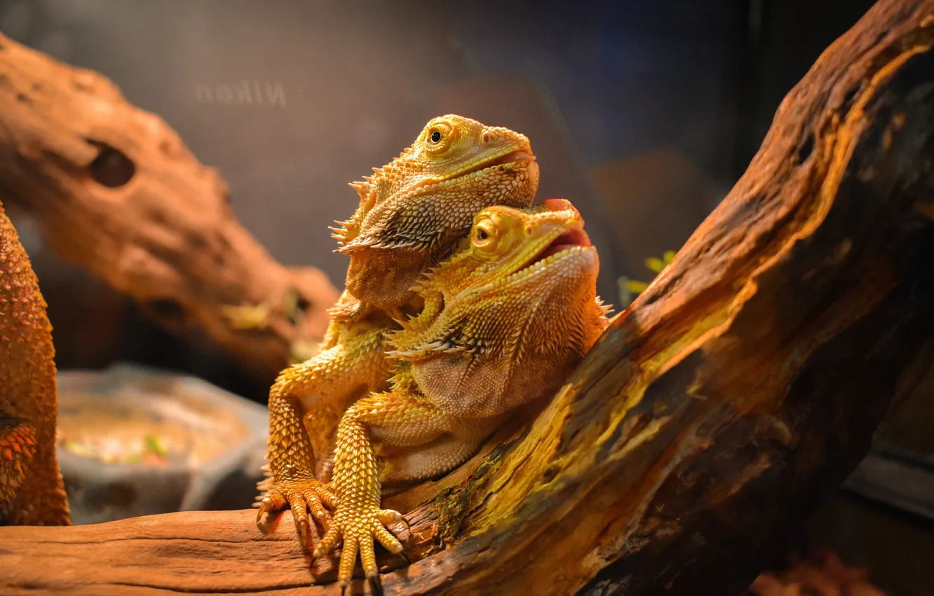 Фото обои animal, lizards, agames