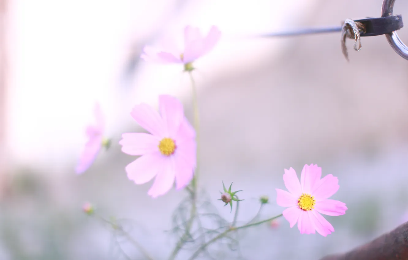 Фото обои макро, свет, цветы, легкость, растения, весна, размытость, розовые