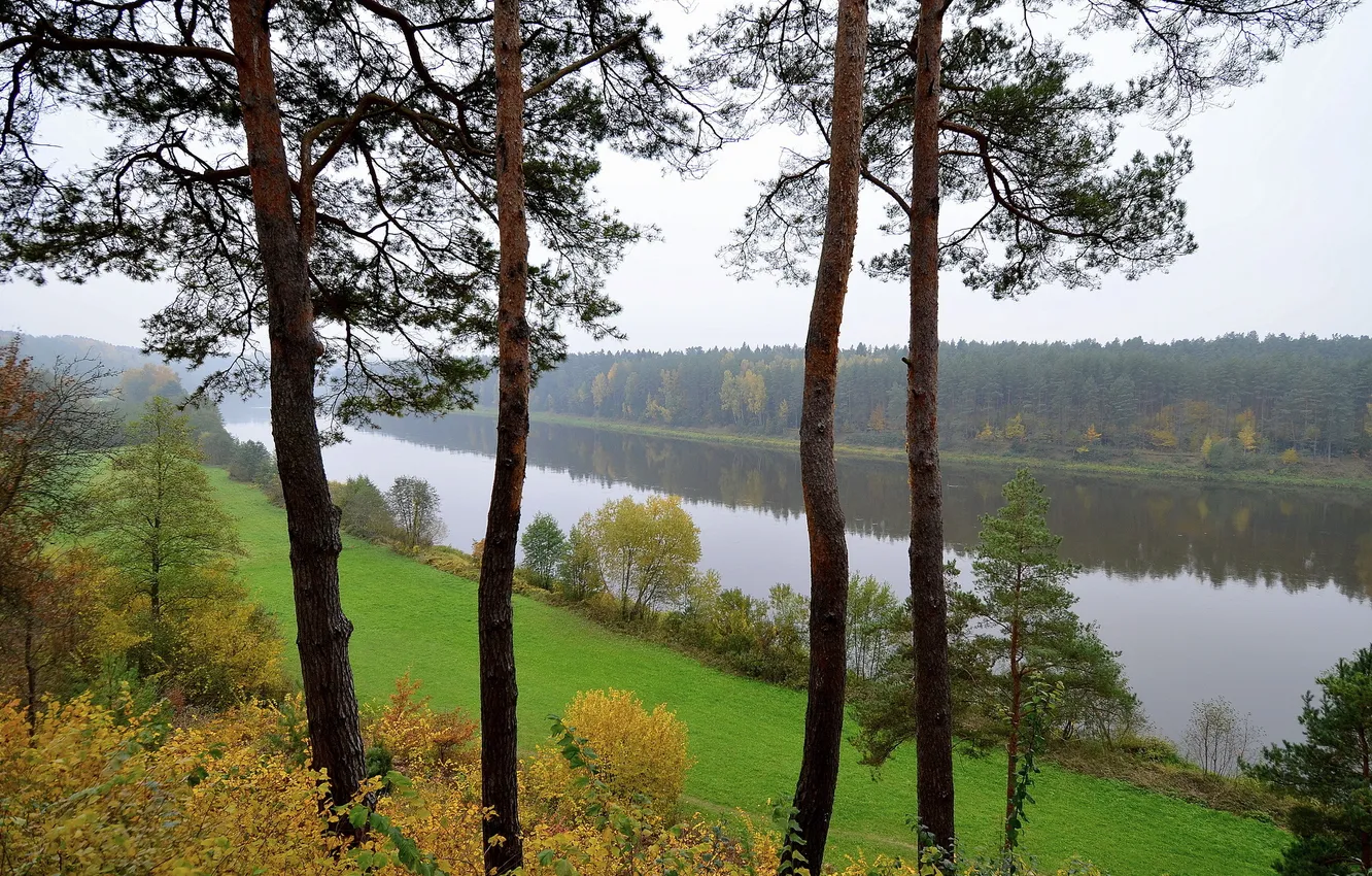 Фото обои лес, река, Литва, деревья., Lithuania, Bristonas