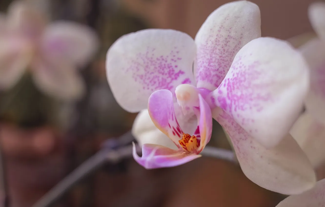 Фото обои цветок, лепестки, орхидея