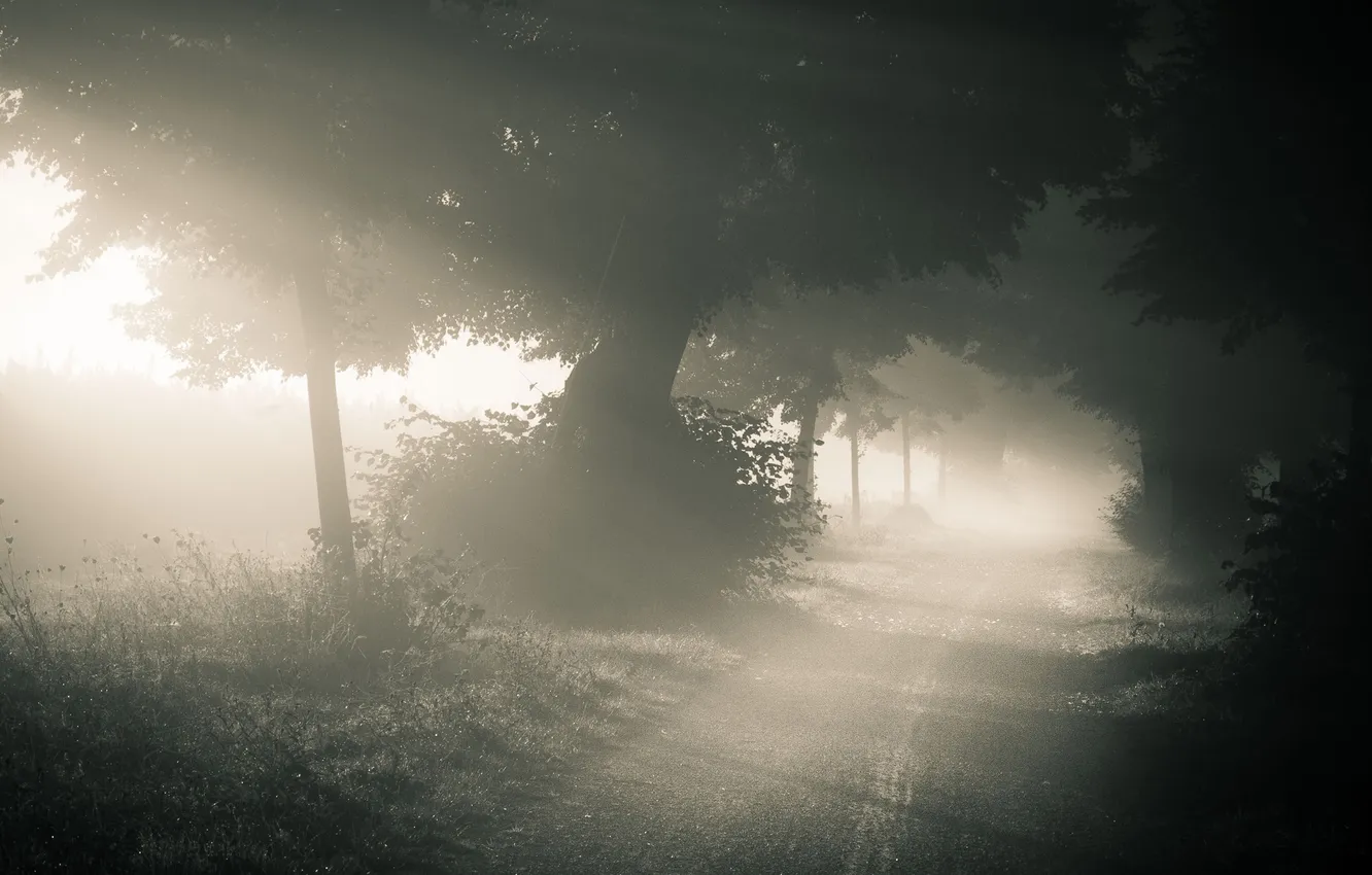 Фото обои дорога, лес, природа, туман, утро
