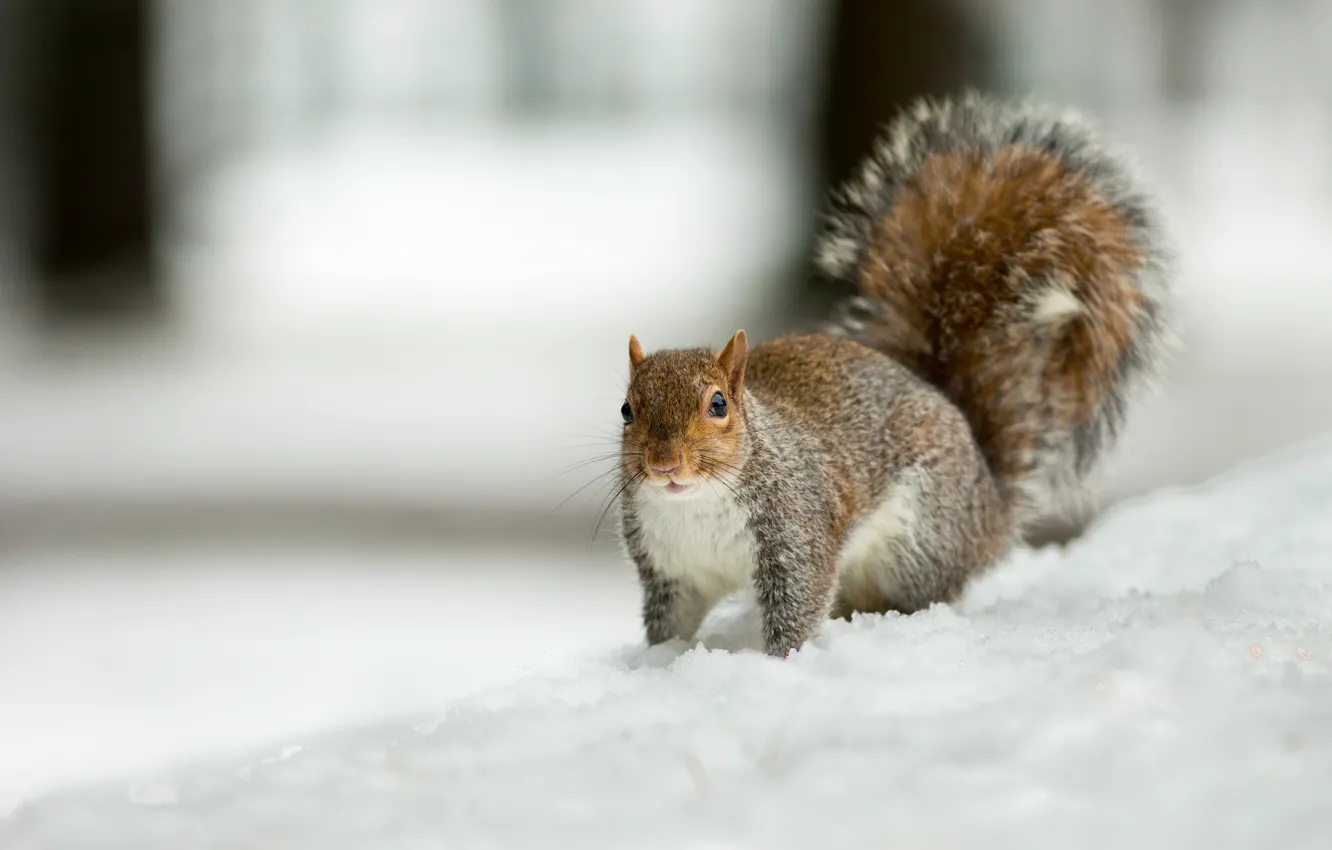 Фото обои зима, снег, парк, серый, фон, белка, сугробы
