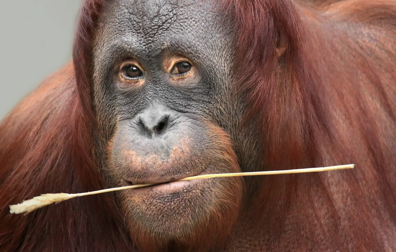 Фото обои взгляд, обезьяна, Borneo Orang-Utan
