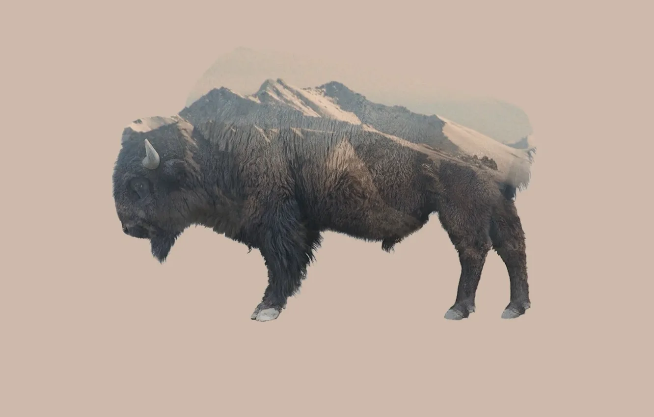 Фото обои animals, nature, mountains, double exposure, animal themes, brown bison