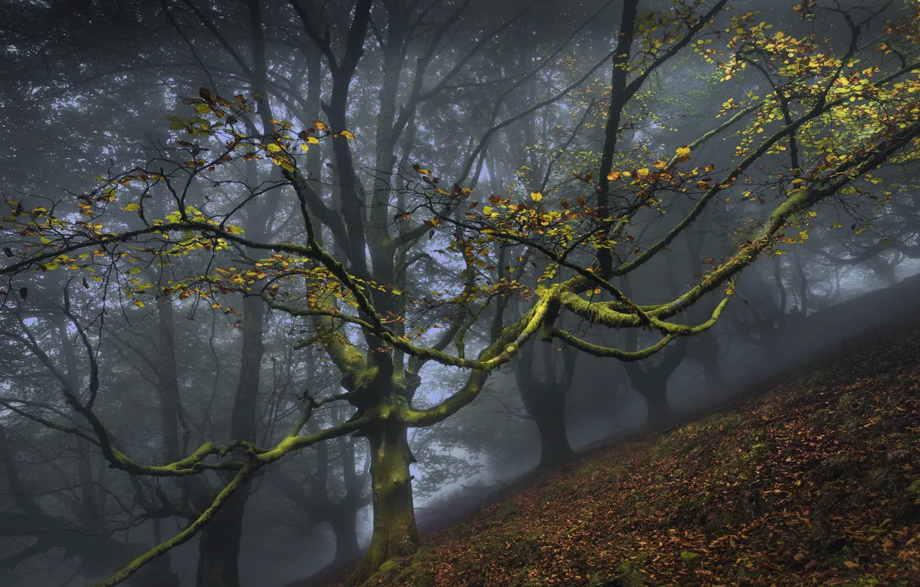 Фото обои лес, туман, дерево