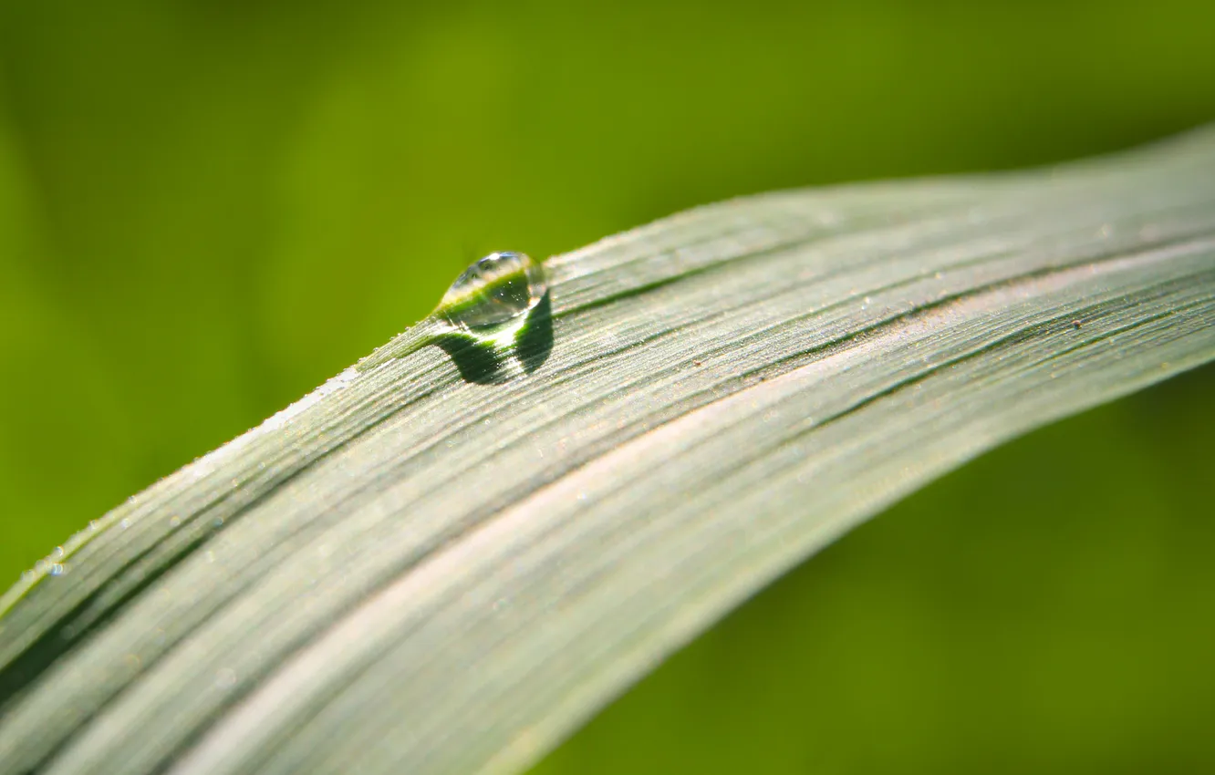 Фото обои grass, drops, plant