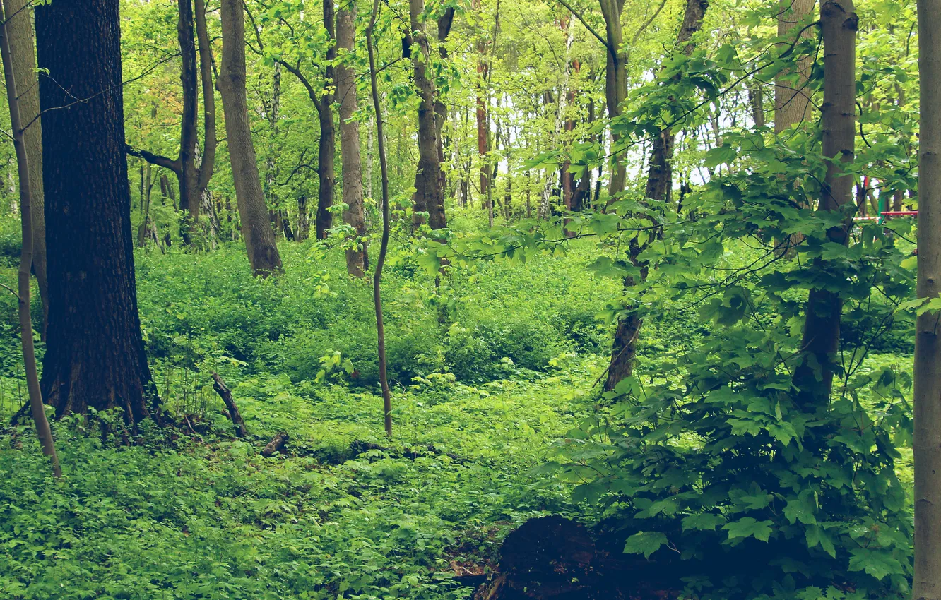 Фото обои forest, trees, twig
