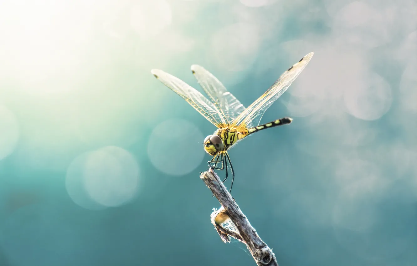 Фото обои wings, dragonfly, insect