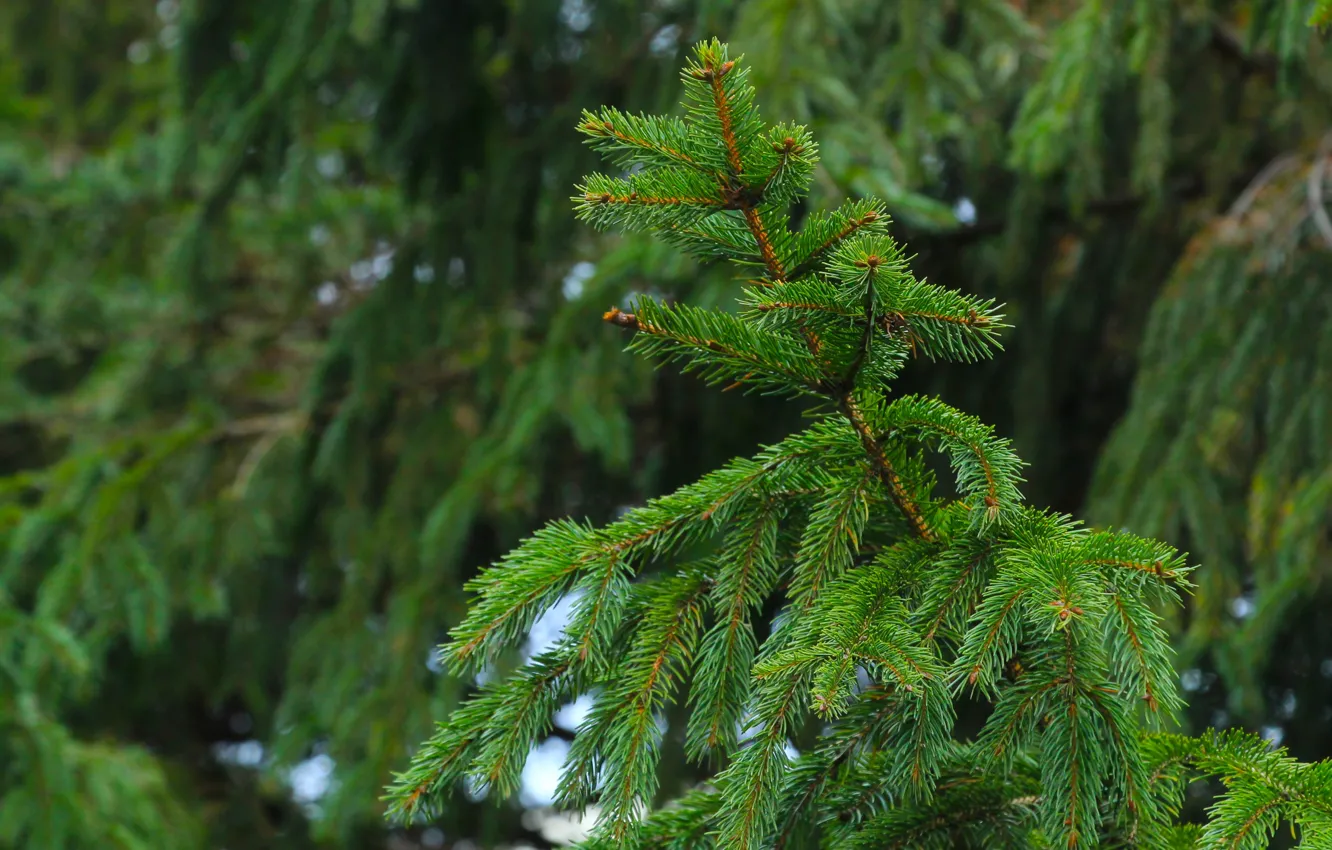 Фото обои green, forest, tree, spruce, twig
