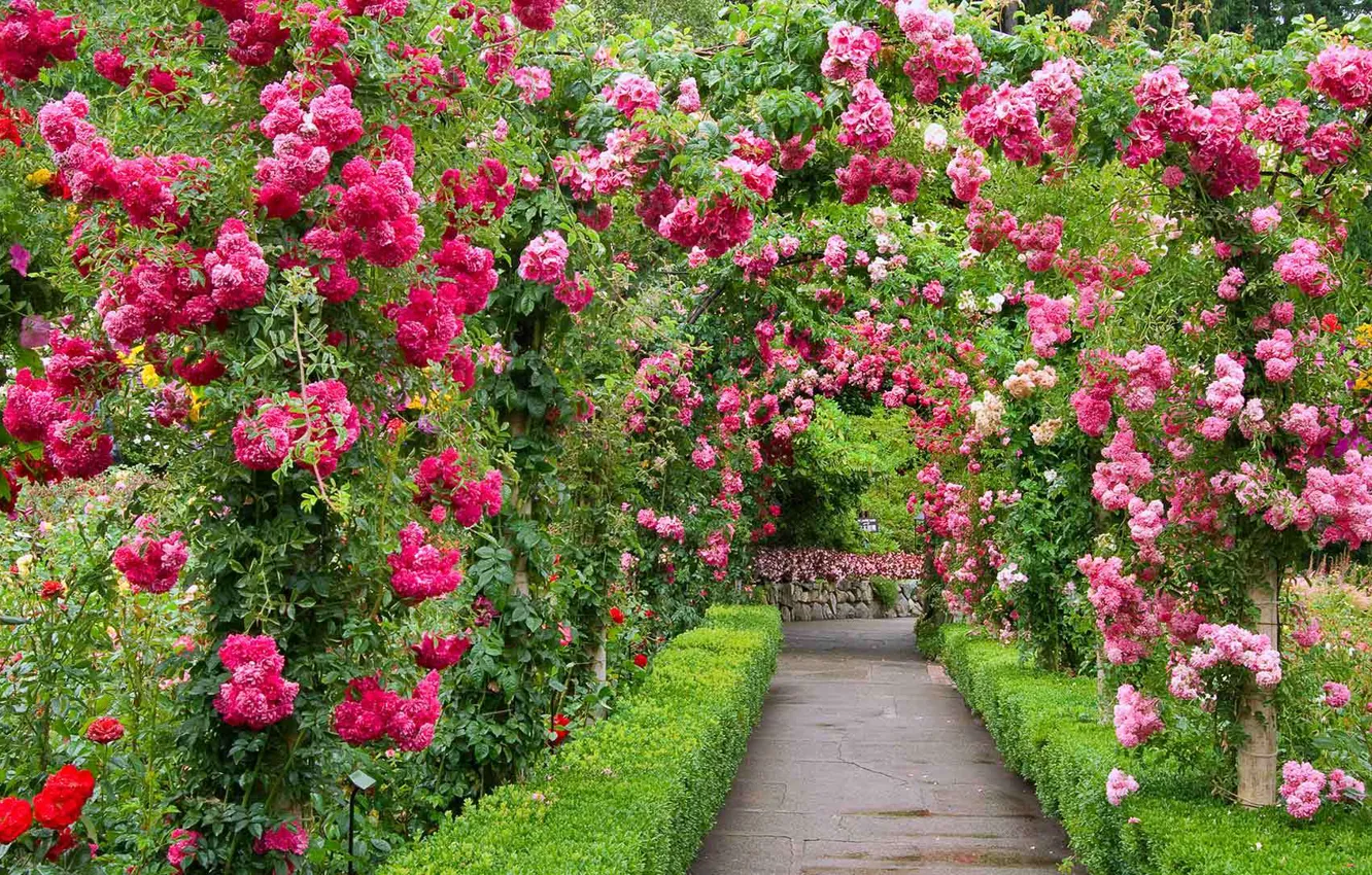 Фото обои парк, розы, сад, Канада, аллея, Британская Колумбия, The Butchart Gardens