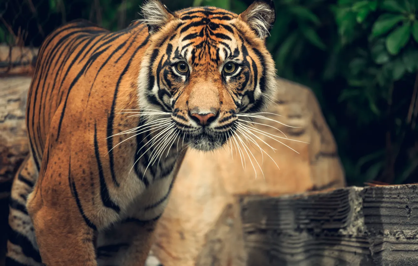 Фото обои взгляд, морда, тигр, поза, портрет, доска, зоопарк, боке