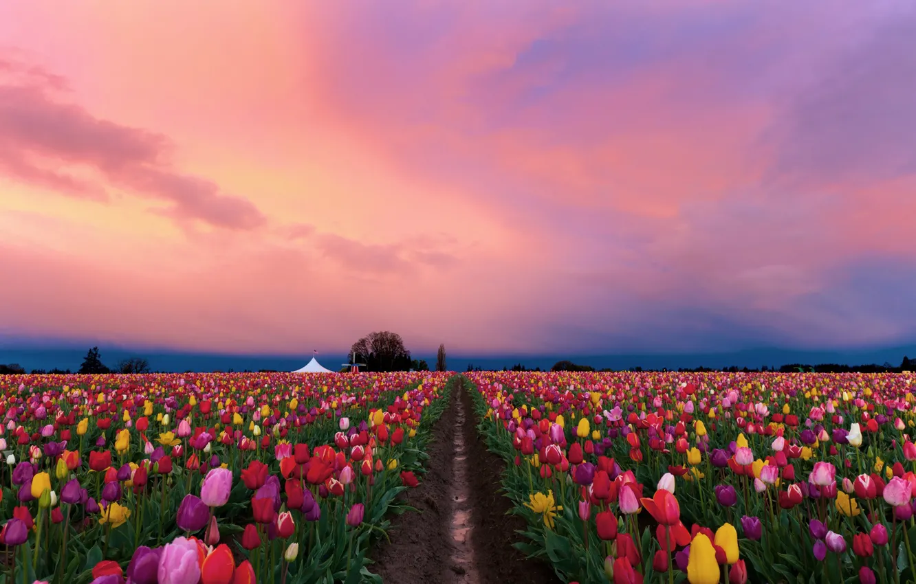 Фото обои поле, цветы, весна, вечер, тюльпаны, разноцветные, плантация, розовое небо