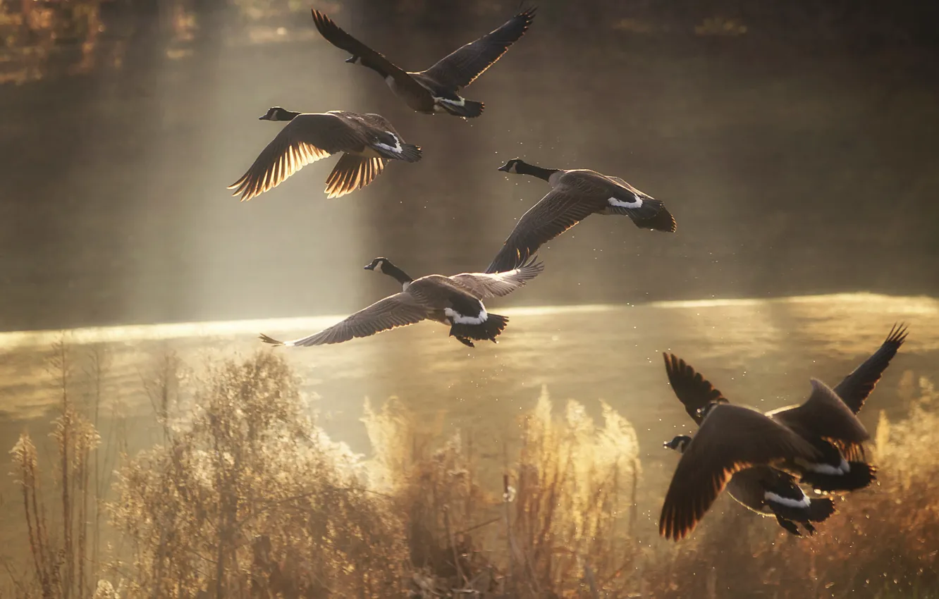 Фото обои птицы, озеро, пруд, река, утки