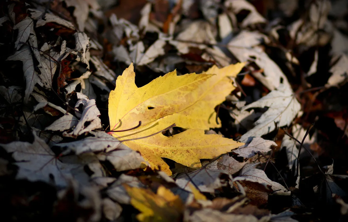 Фото обои осень, листья, макро, природа, фото, осенние обои