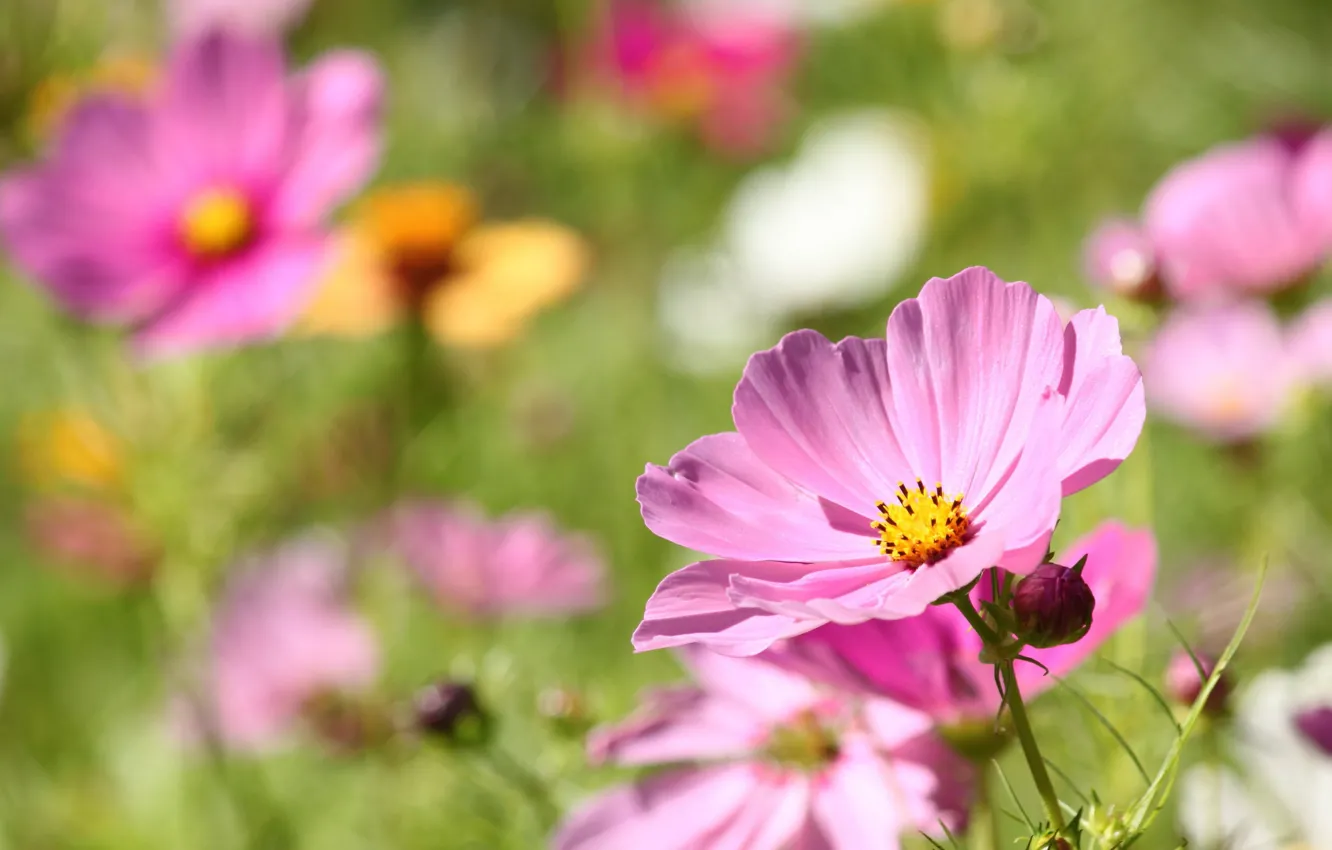 Фото обои Боке, Космея, Bokeh, Kosmeya, Pink kosmeya