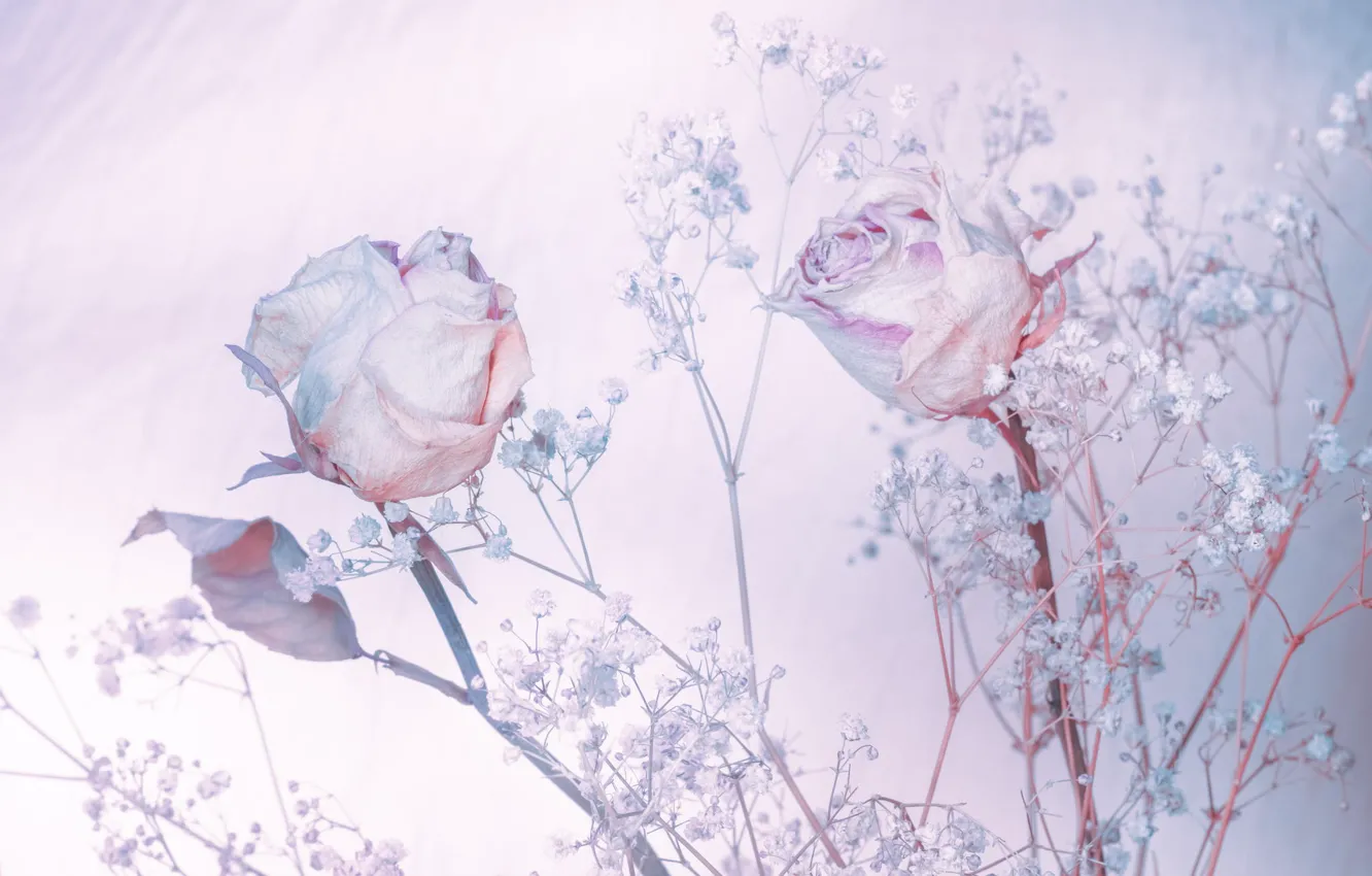 Фото обои фон, розы, оттенки голубого