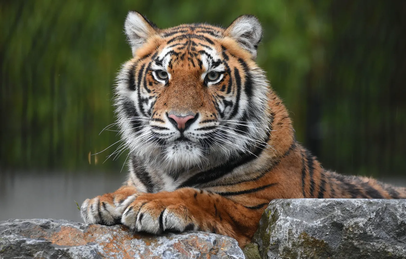 Фото обои взгляд, морда, тигр, камни, портрет, хищник, дикая кошка