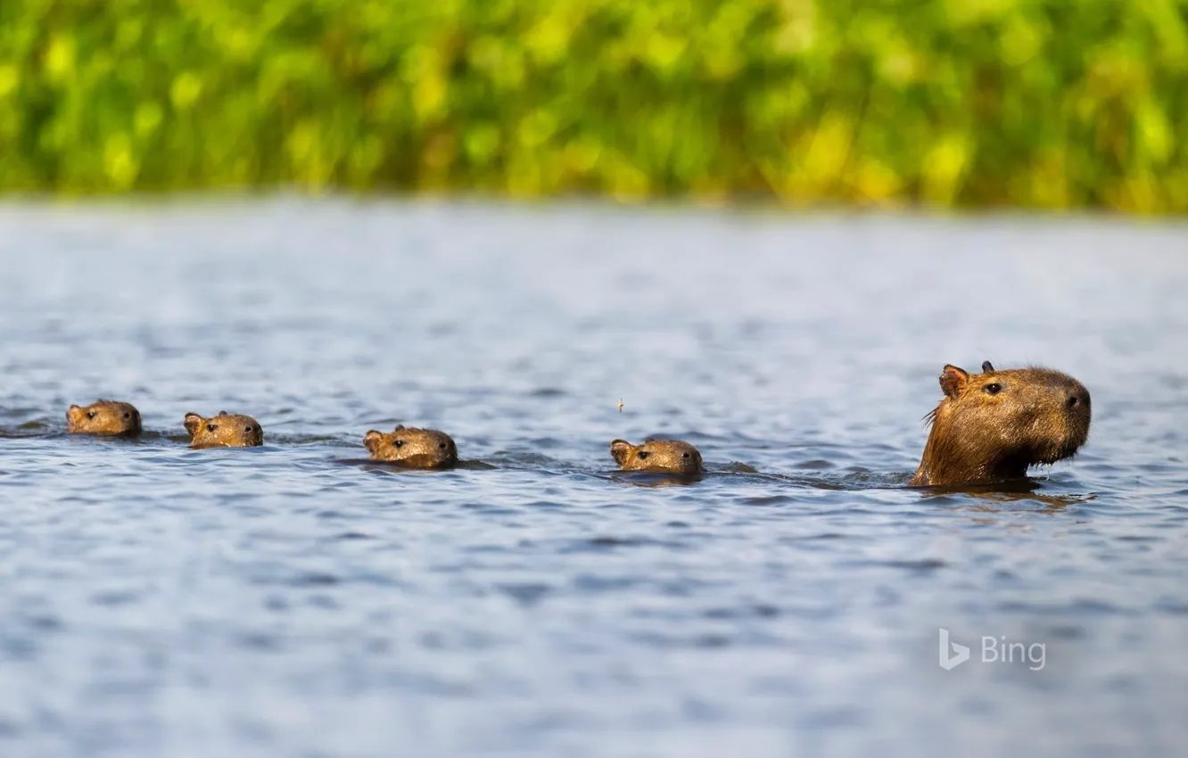 Фото обои nature, water, brazil, Capybara, animals wildlife