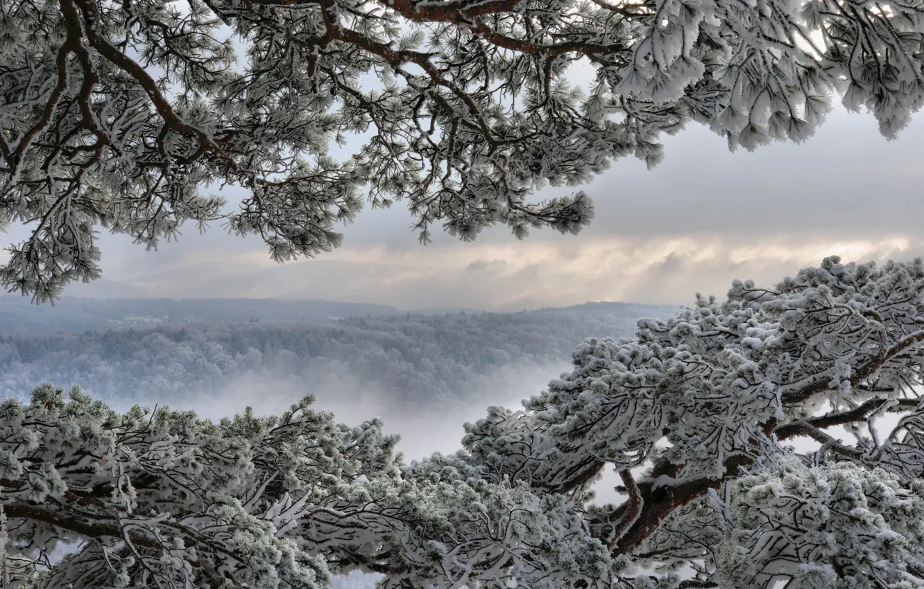 Фото обои зима, иней, лес, небо, облака, снег, деревья, ветки