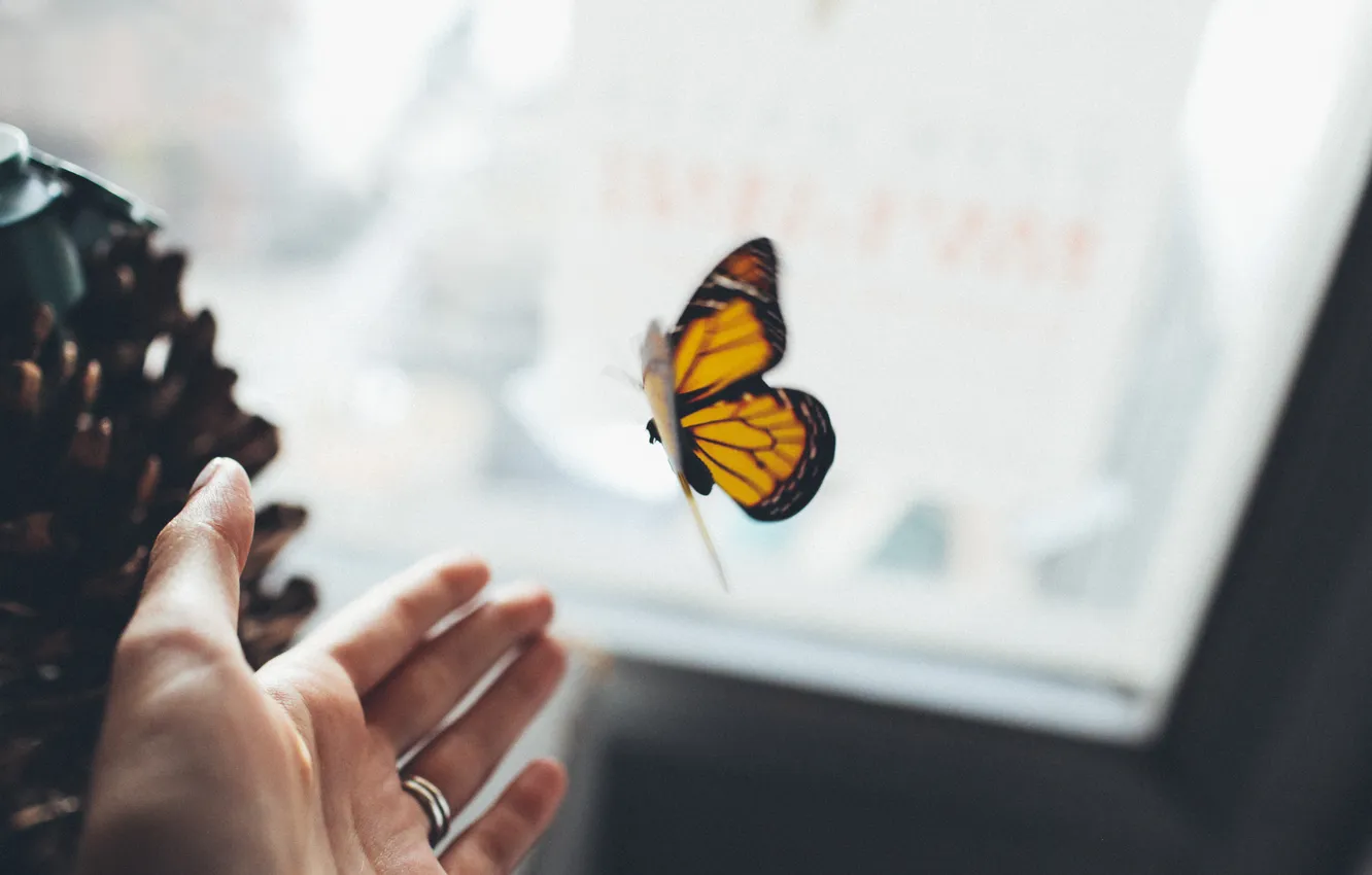 Фото обои бабочка, рука, крылья, кольцо, насекомое, ладонь, ладошка