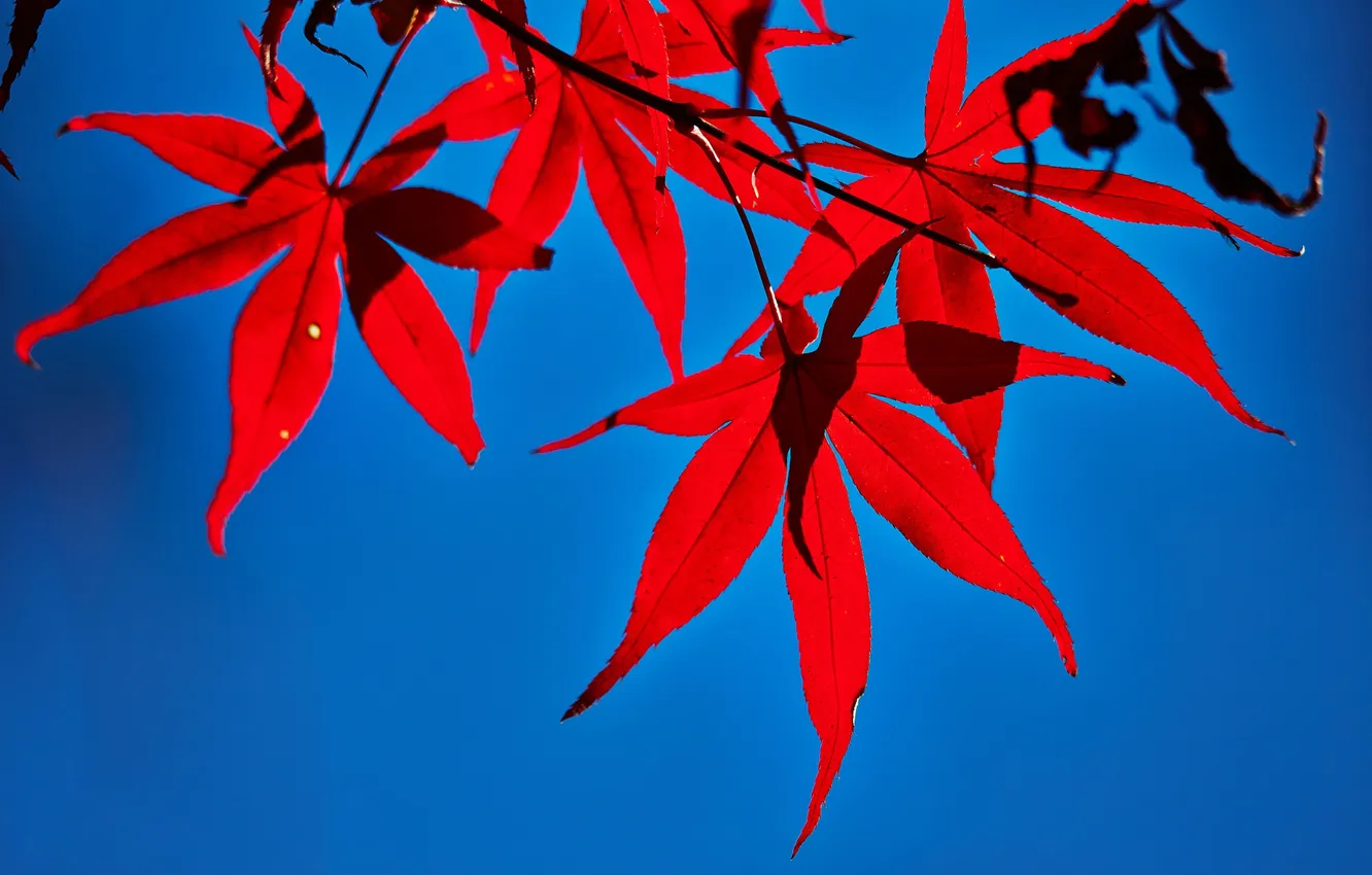 Фото обои осень, листья, клен, багрянец