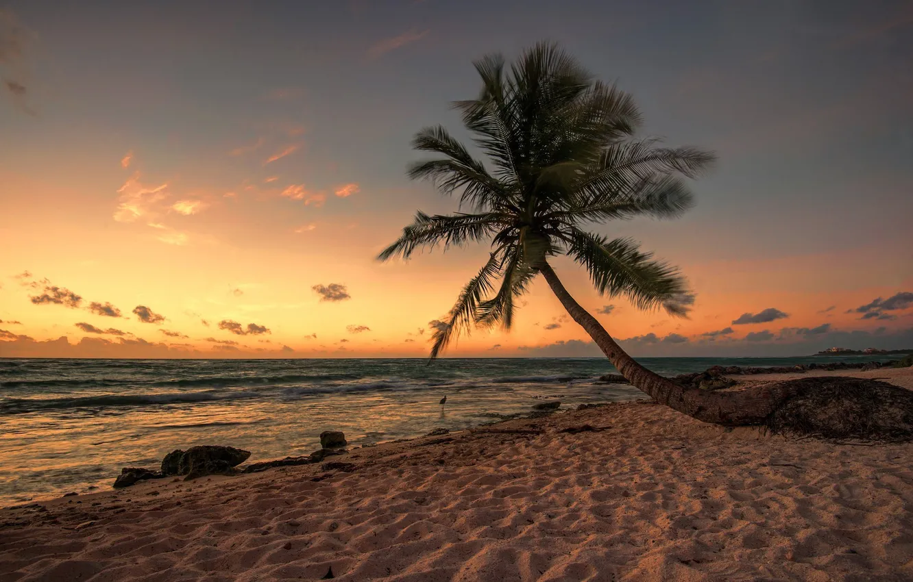 Фото обои песок, пляж, природа, тропики, пальма, океан, горизонт, beach