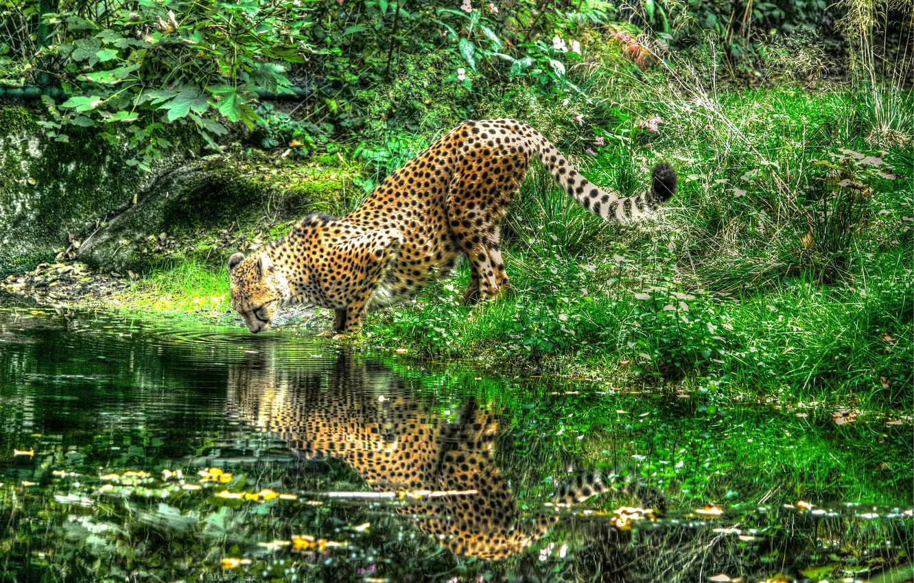 Фото обои отражение, река, гепард