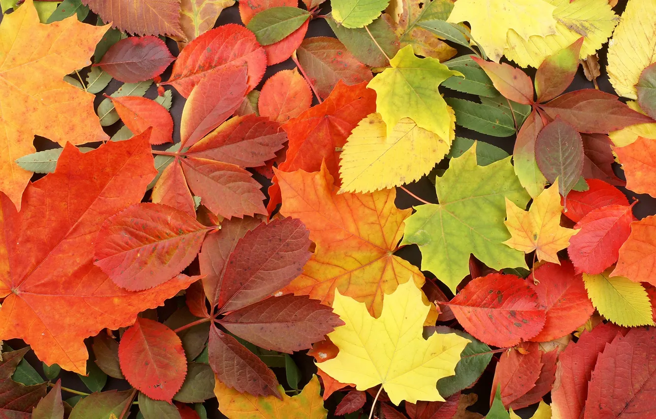 Фото обои осень, листья, фон, гербарий