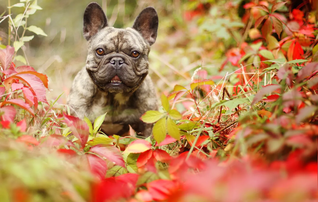 Фото обои осень, взгляд, листья, собака, французский бульдог