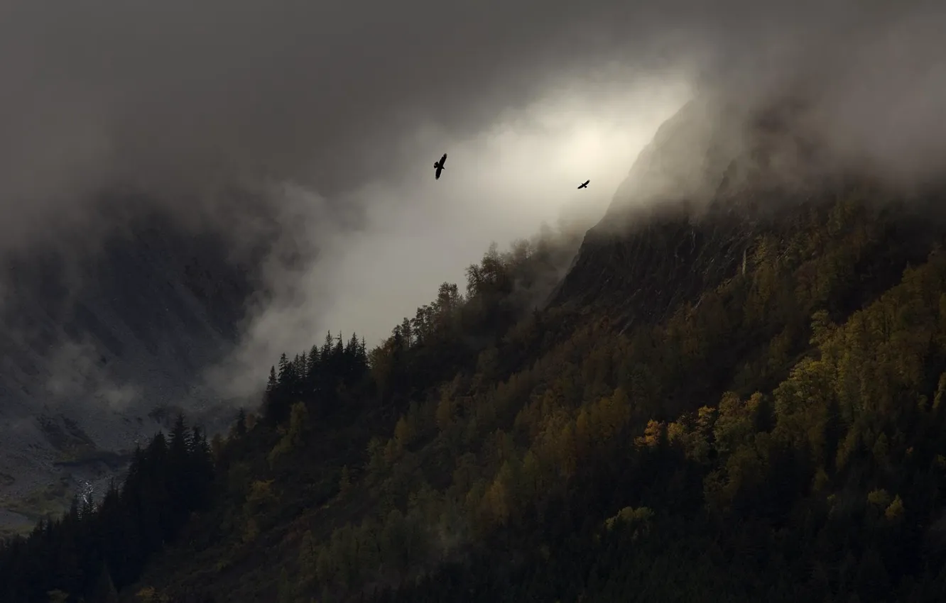 Фото обои деревья, горы, птицы, природа, туман
