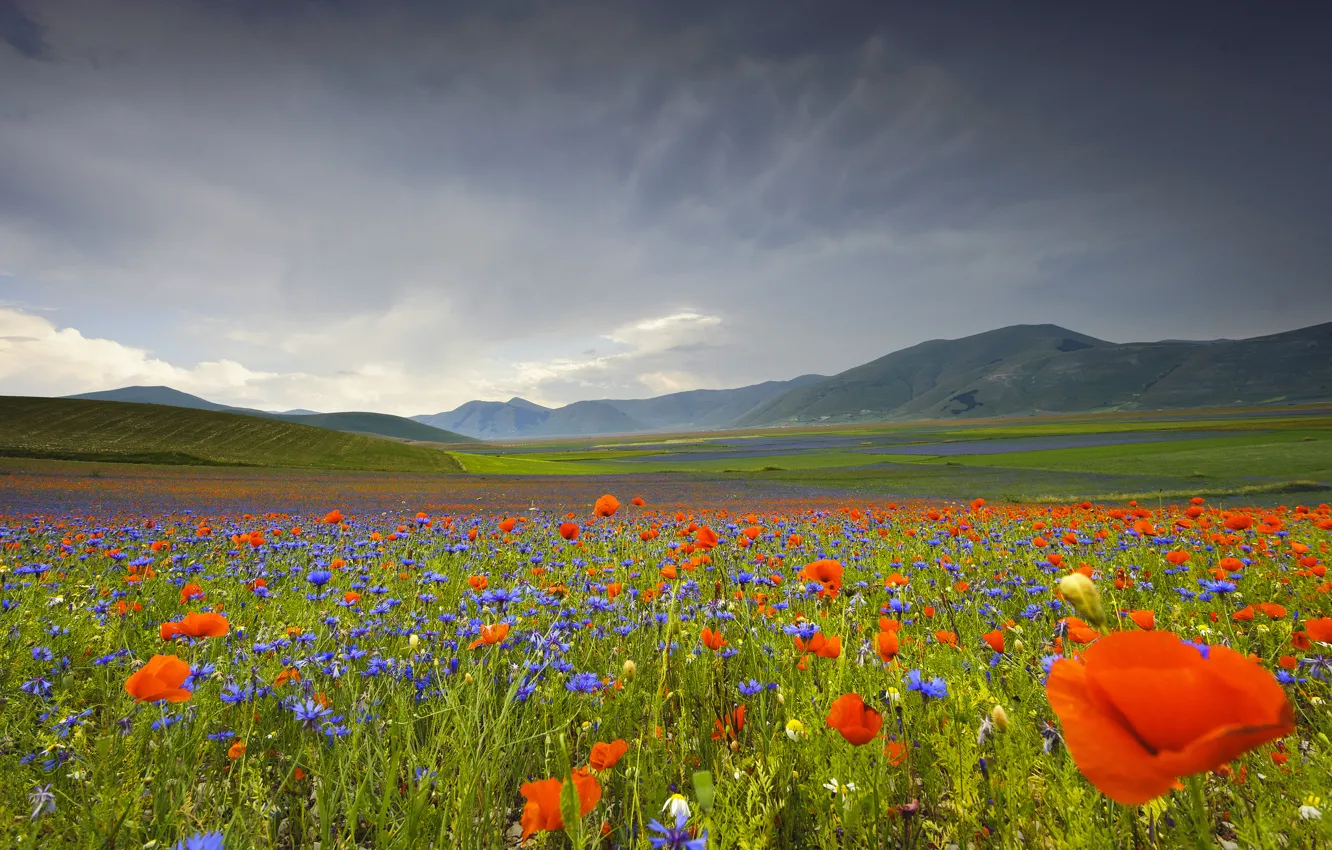 Фото обои цветы, горы, маки, долина, Италия, васильки, Умбрия