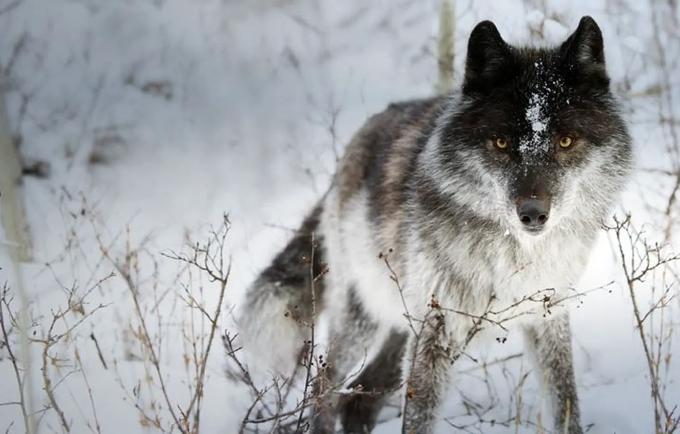 Фото обои nature, predator, animal, wolf, wildlife, portrait, portrait., Canis lupus. face