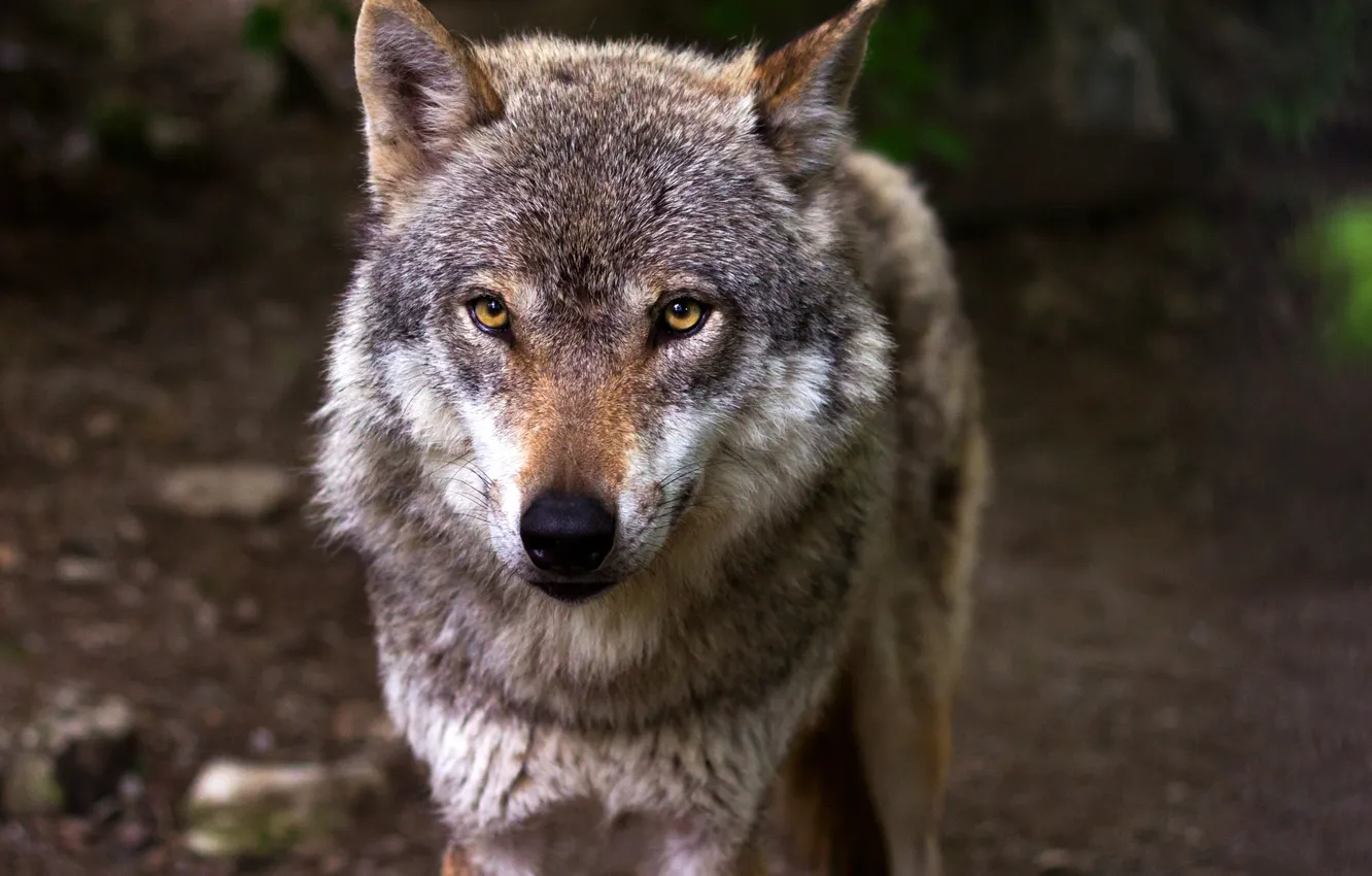 Фото обои nature, face, animal, wolf, wildlife, head, fur, mammal