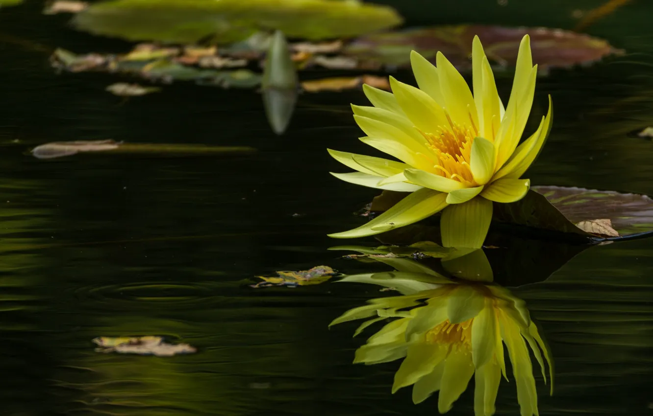 Фото обои вода, отражение, желтая, нимфея