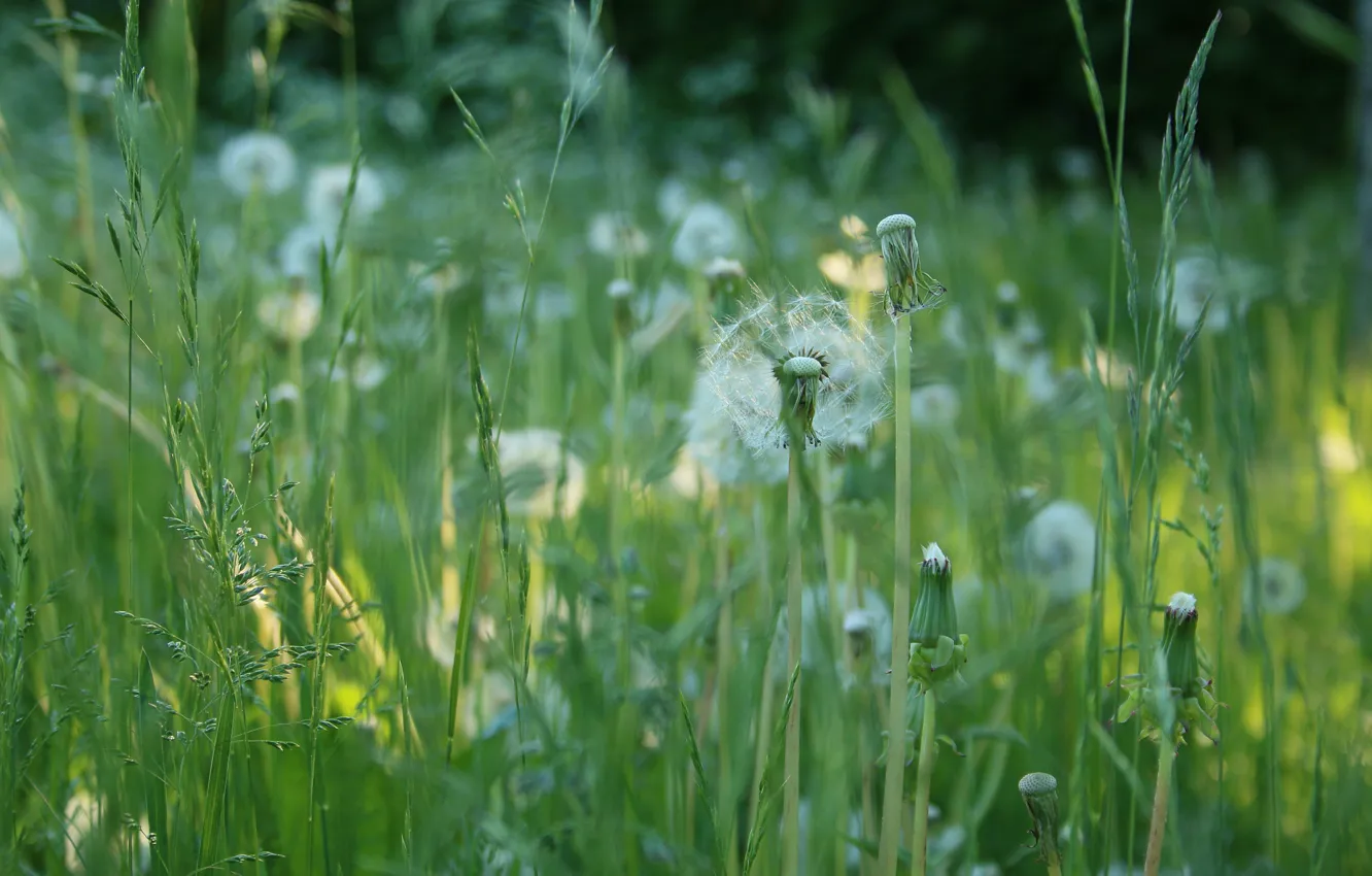 Фото обои зелень, лето, трава, цветы, поляна, размытие, луг, одуванчики