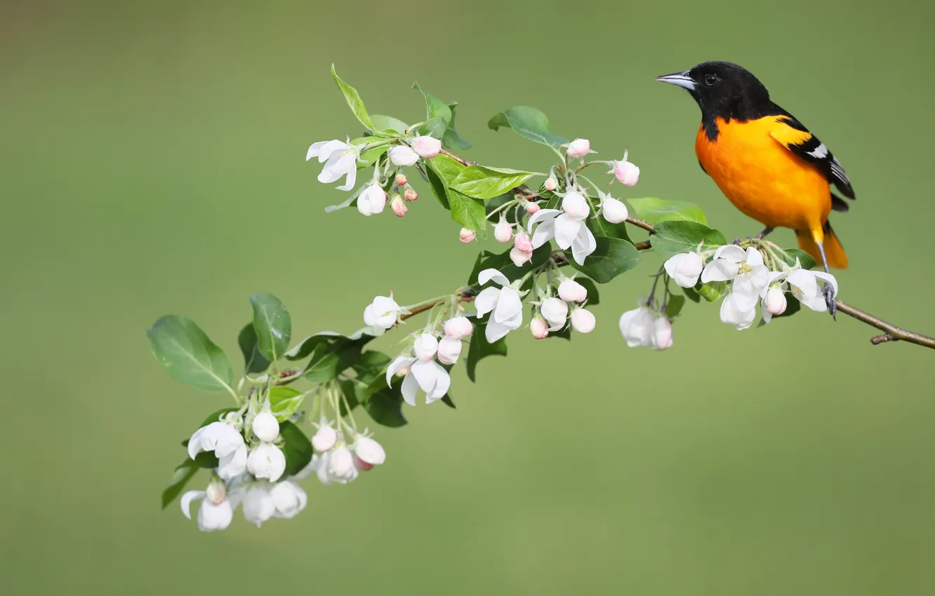 Фото обои цветы, птица, весна, Балтиморский цветной трупиал, Балтиморская иволга