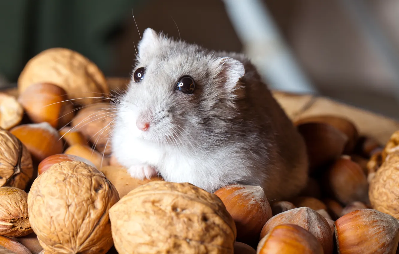 Фото обои хомяк, орехи, грызун, nuts, Hamsters, Rodents