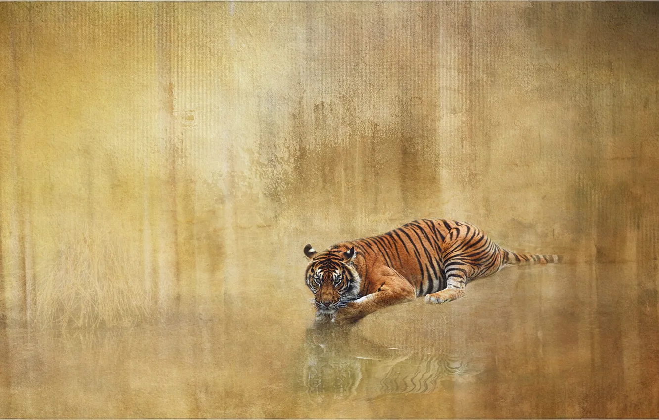 Фото обои тигр, отражение, фон, обработка, лежит, водоем, фотоарт