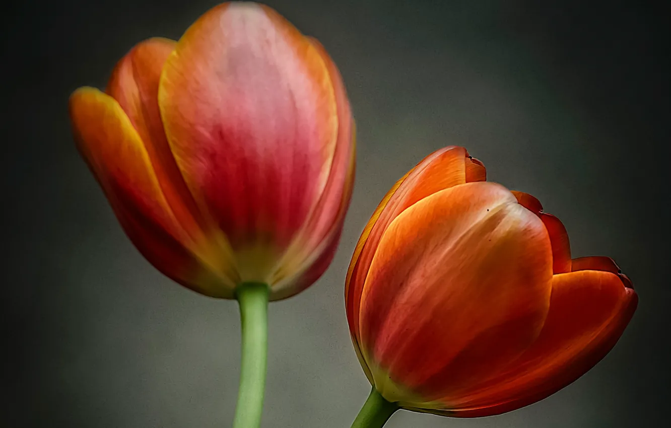Фото обои макро, тюльпан, лепестки