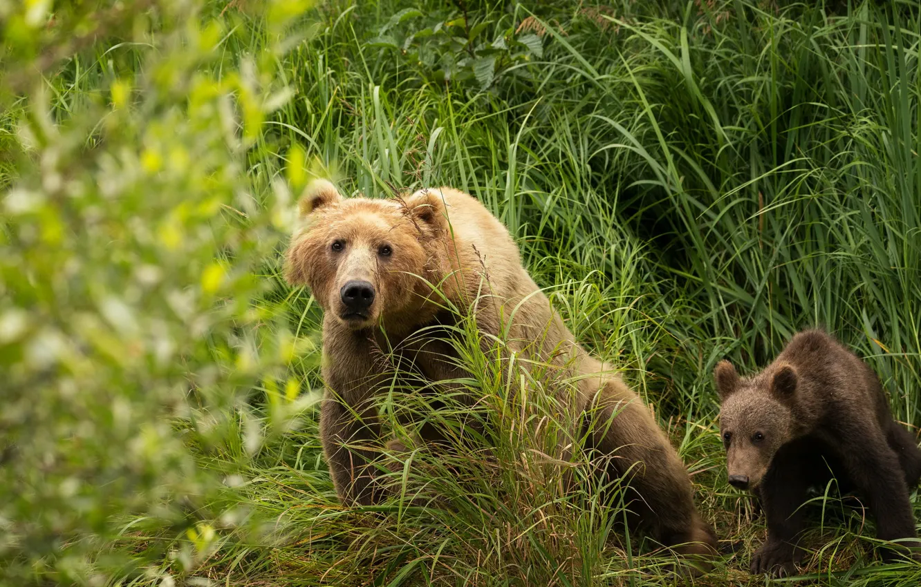 Фото обои зелень, лето, трава, взгляд, морда, природа, поза, малыш