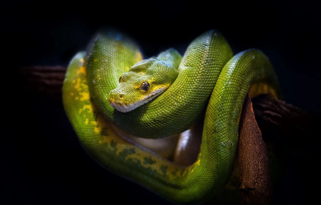 Фото обои природа, фон, Green Tree Snake