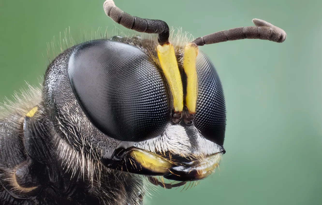 Фото обои eyes, insect, head