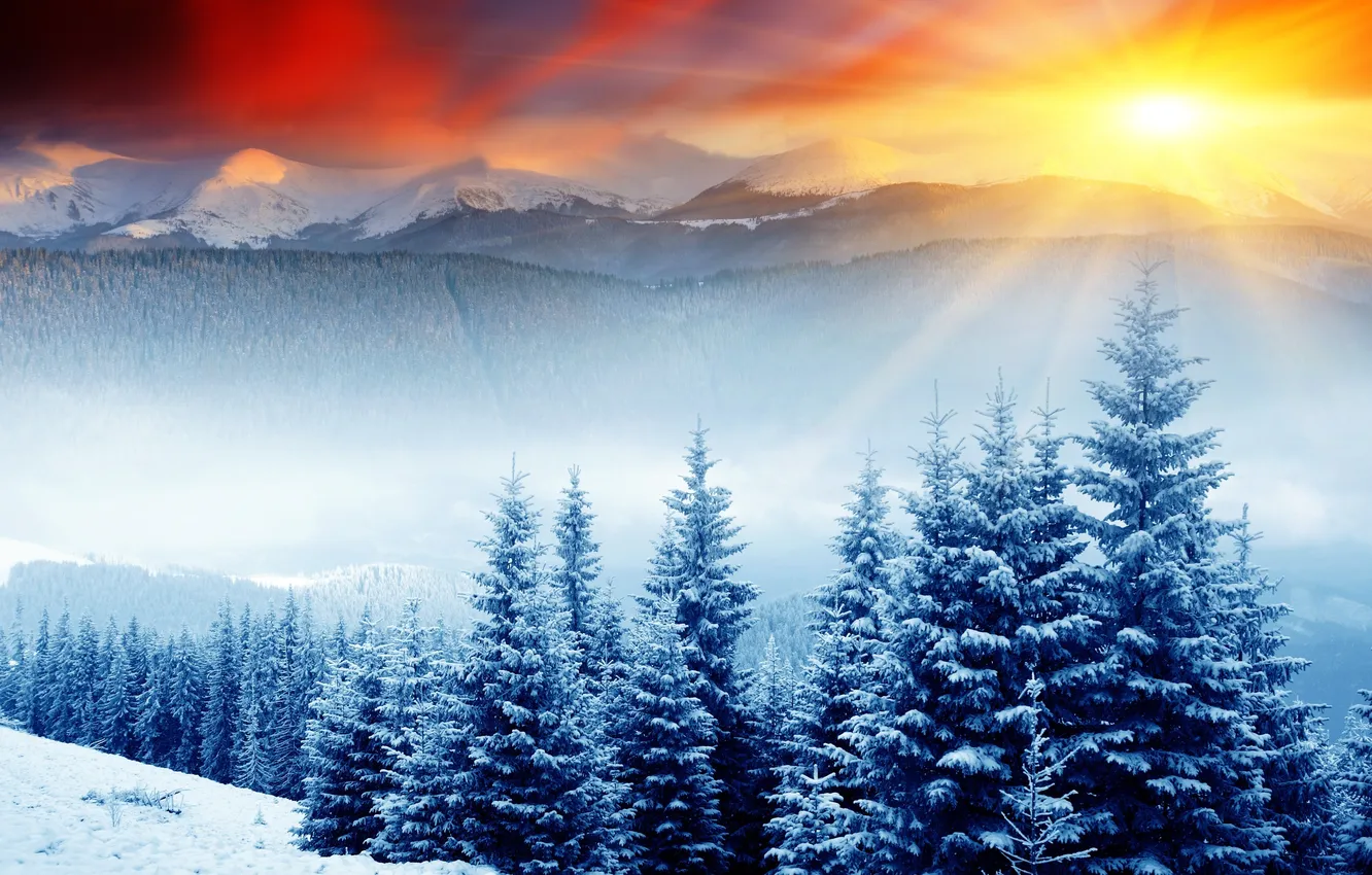Фото обои лес, солнце, снег, ёлки, сопки
