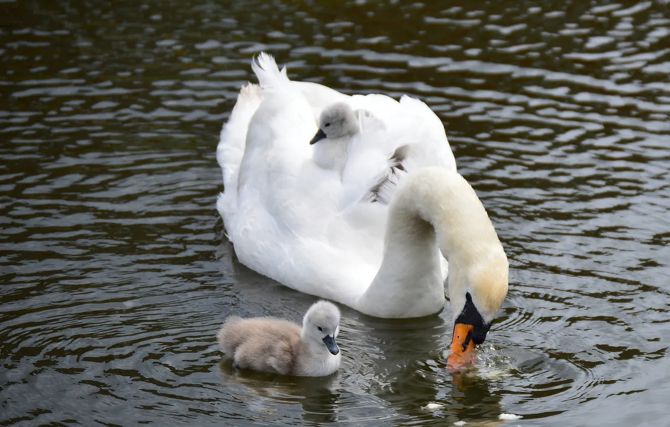 Фото обои природа, озеро, лебедь, nature, lake, Swan, маленькие лебеди, little swans