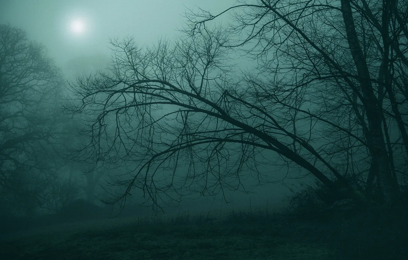 Фото обои лес, деревья, природа, туман