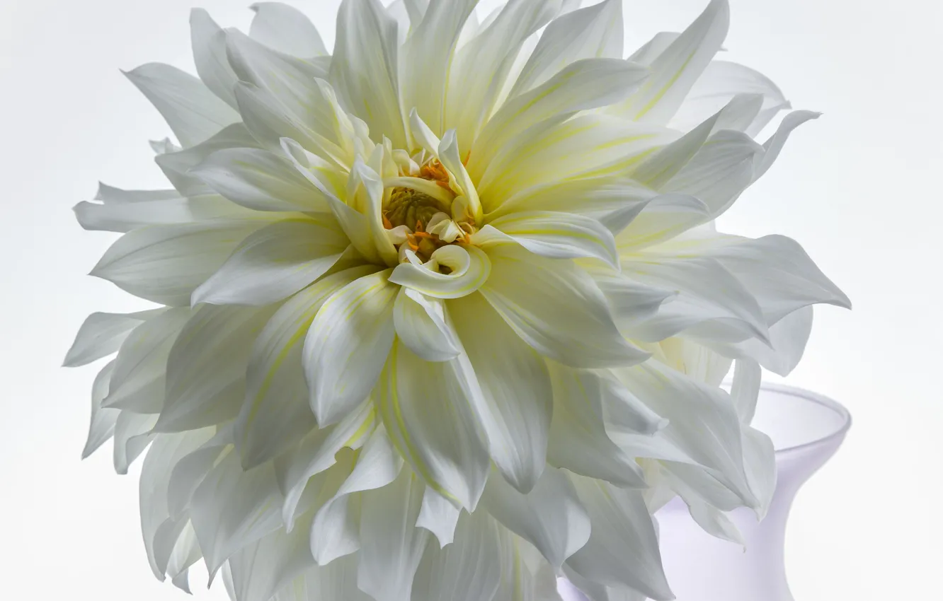 Фото обои цветок, георгина, белая георгина